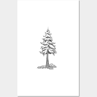 Redwood Tree Posters and Art